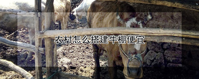 农村怎么搭建牛棚便宜