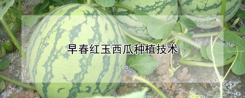 早春红玉西瓜种植技术 —【发财农业网】