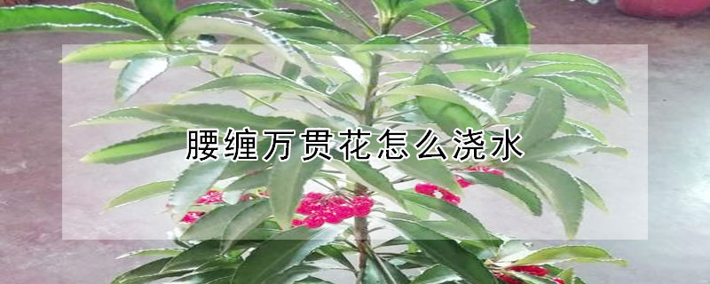 腰缠万贯花怎么浇水