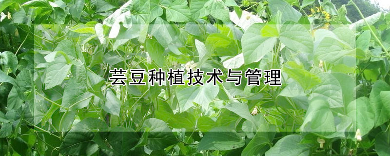 芸豆种植技术与管理