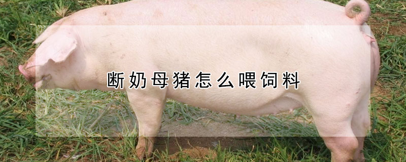 断奶母猪怎么喂饲料