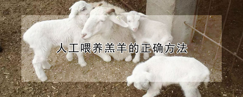 人工喂养羔羊的正确方法