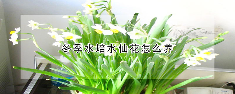 冬季水培水仙花怎么养