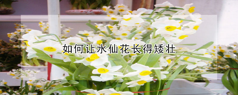 如何让水仙花长得矮壮