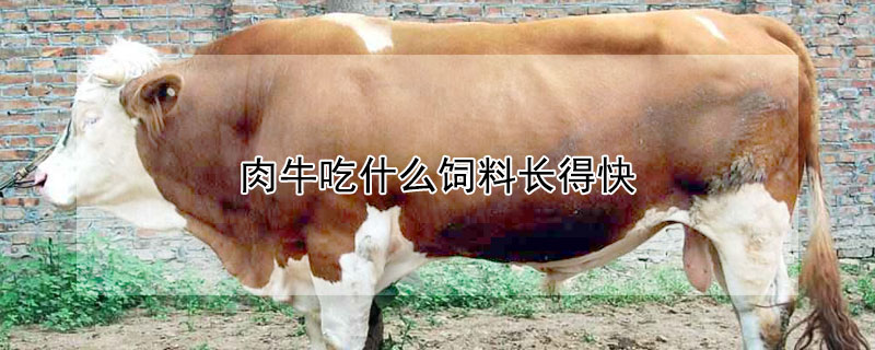 肉牛吃什么饲料长得快