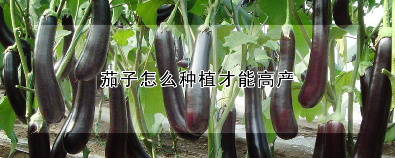 茄子怎么种植才能高产