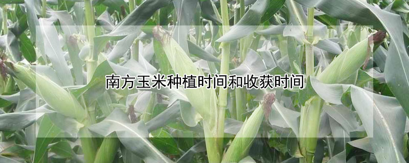 南方玉米种植时间和收获时间