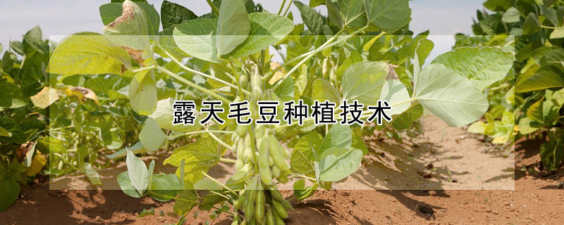 露天毛豆种植技术