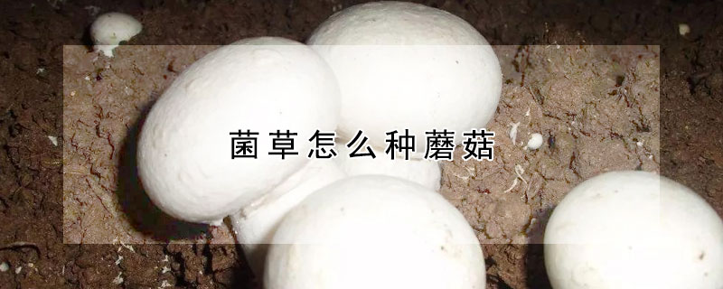 菌草怎么种蘑菇