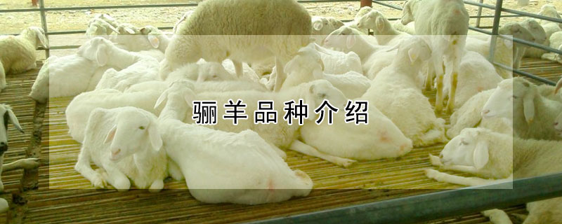 骊羊品种介绍