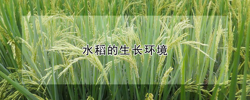 水稻的生长环境