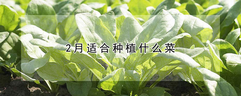 2月适合种植什么菜