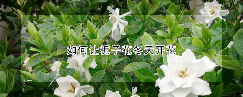 如何让栀子花冬天开花