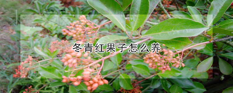 冬青红果子怎么养