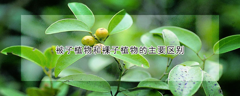 被子植物和裸子植物的主要区别