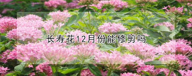 长寿花12月份能修剪吗