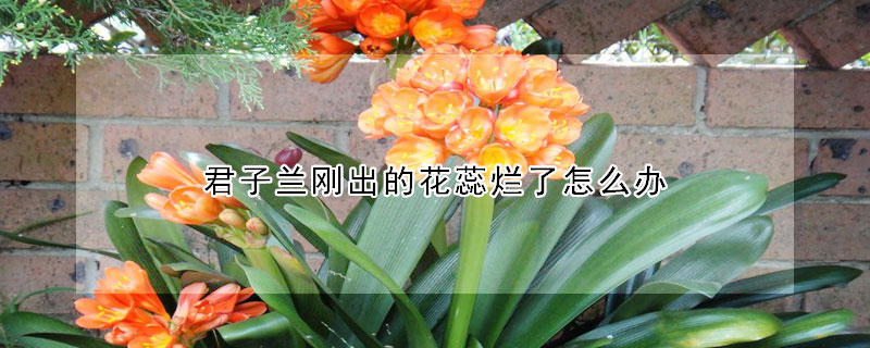 君子兰刚出的花蕊烂了怎么办