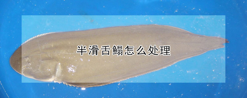 半滑舌鳎怎么处理