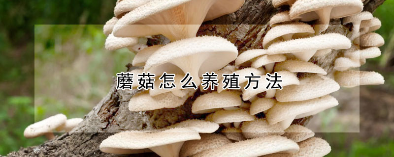 蘑菇怎么养殖方法