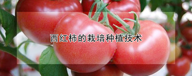 西红柿的栽培种植技术