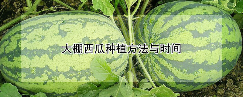 大棚西瓜种植方法与时间