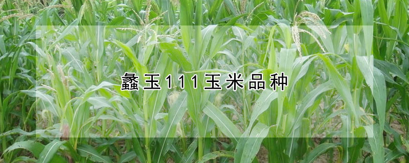 蠡玉111玉米品种