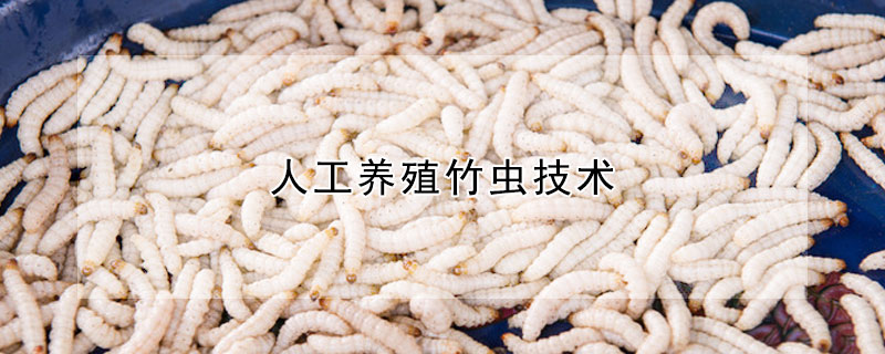 人工养殖竹虫技术