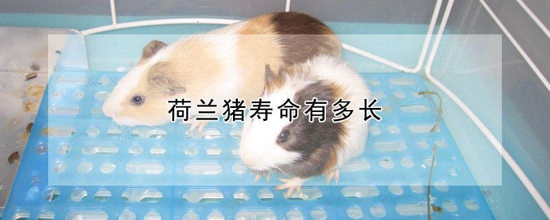 荷兰猪寿命有多长