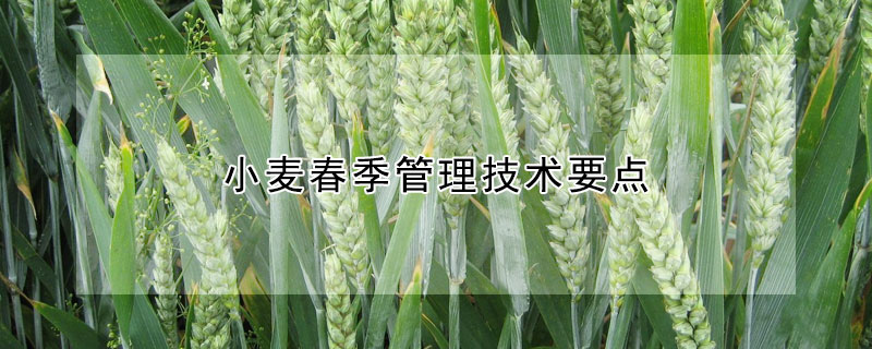 小麦春季管理技术要点