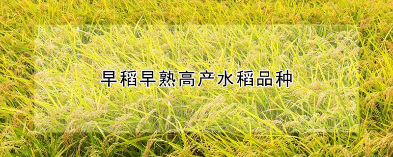 早稻早熟高产水稻品种