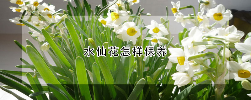 水仙花怎样保养