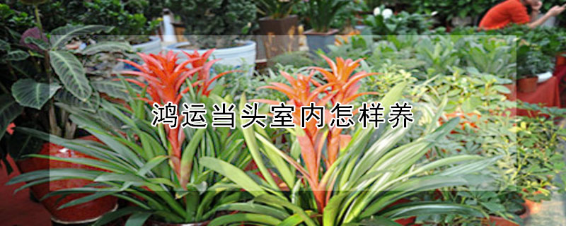 鸿运当头室内怎样养