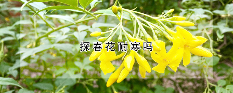 探春花耐寒吗