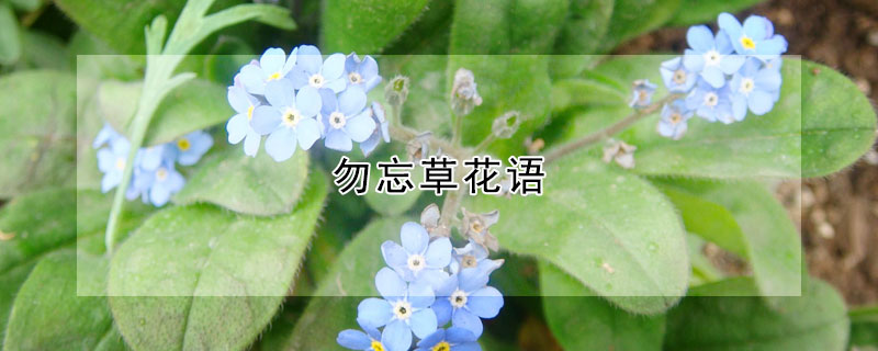 勿忘草花语