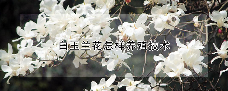 白玉兰花怎样养殖技术