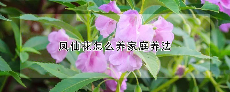 凤仙花怎么养家庭养法