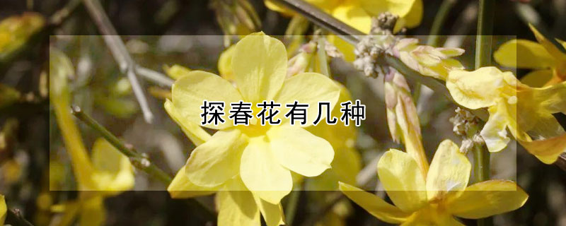 探春花有几种