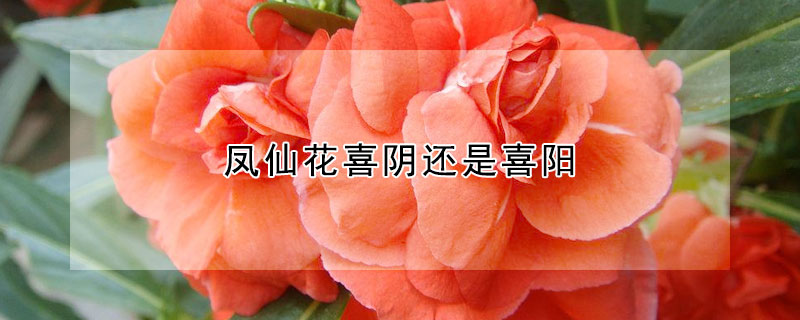 凤仙花喜阴还是喜阳