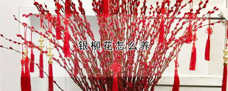 银柳花怎么养