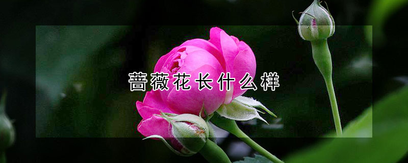 蔷薇花长什么样