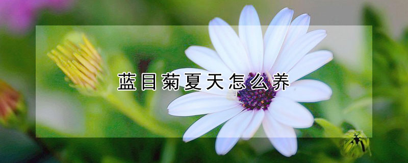 蓝目菊夏天怎么养