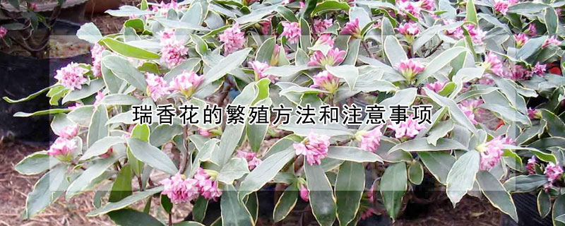 瑞香花的繁殖方法和注意事项