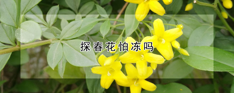 探春花怕冻吗