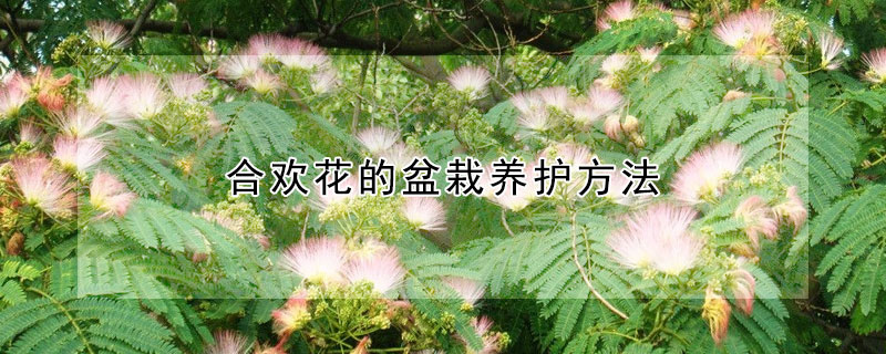 合欢花的盆栽养护方法