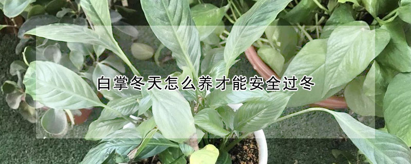 白掌冬天怎么养才能安全过冬