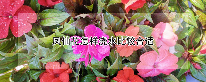 凤仙花怎样浇水比较合适