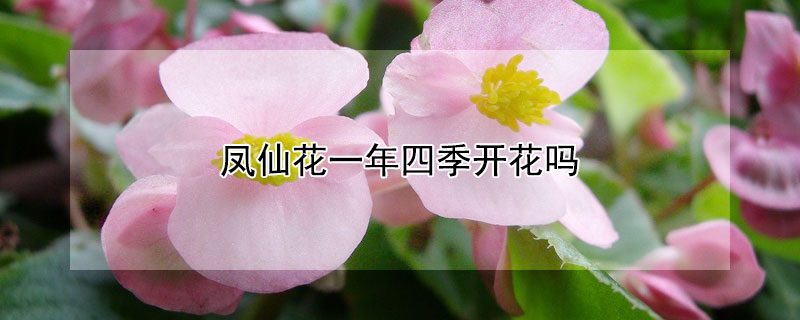 凤仙花一年四季开花吗