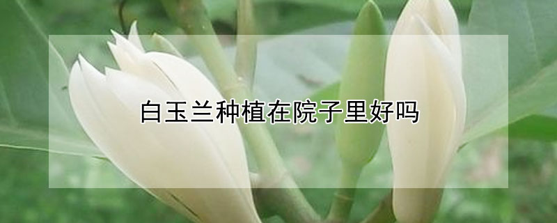 白玉兰种植在院子里好吗