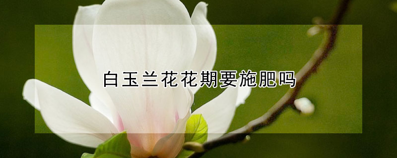 白玉兰花花期要施肥吗