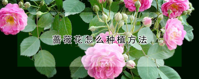 蔷薇花怎么种植方法